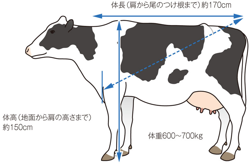 乳牛の平均的な体形