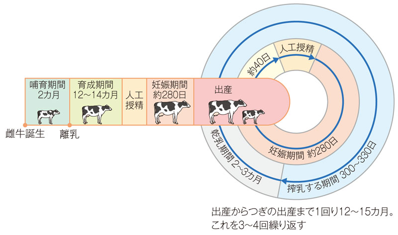 乳牛のライフサイクル